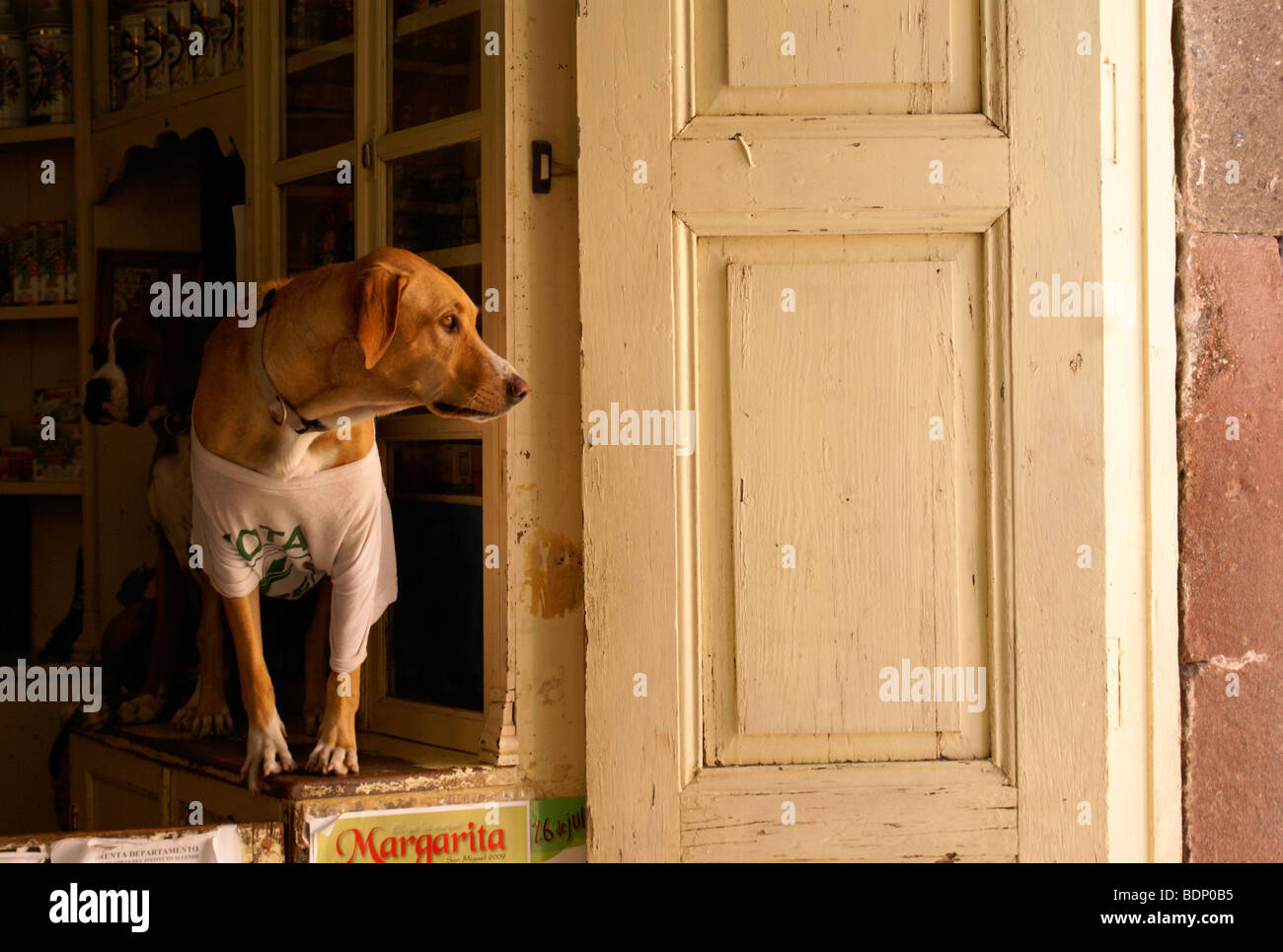 Dog wearing a T-shirt looking out of a store window in San Miguel de Allende, Guanajuato, Mexico Stock Photo