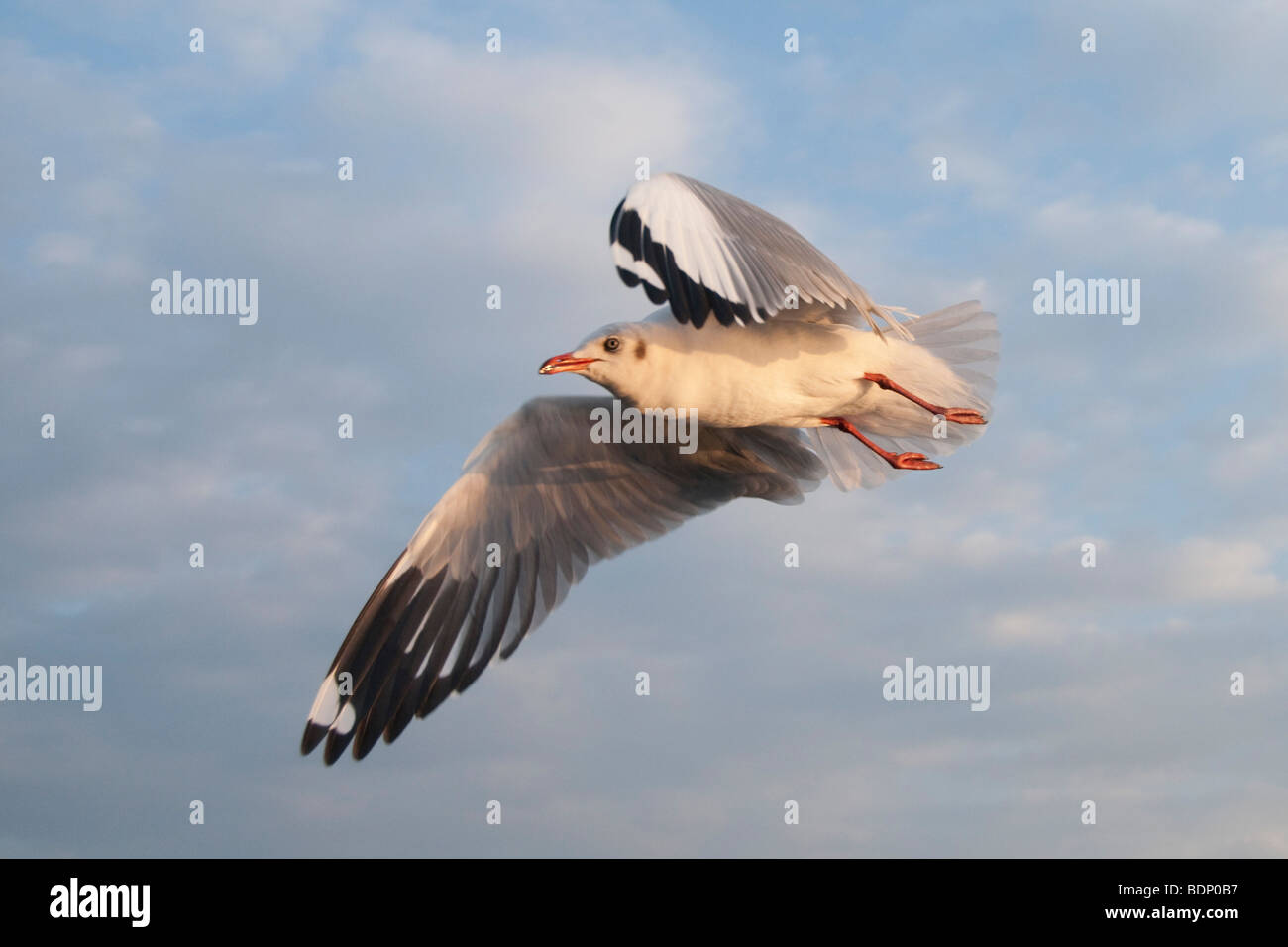 Brown-headed Gull hovering looking for fish over Inle Lake Area, Shan State, Myanmar, Burma, Southeast Asia Stock Photo