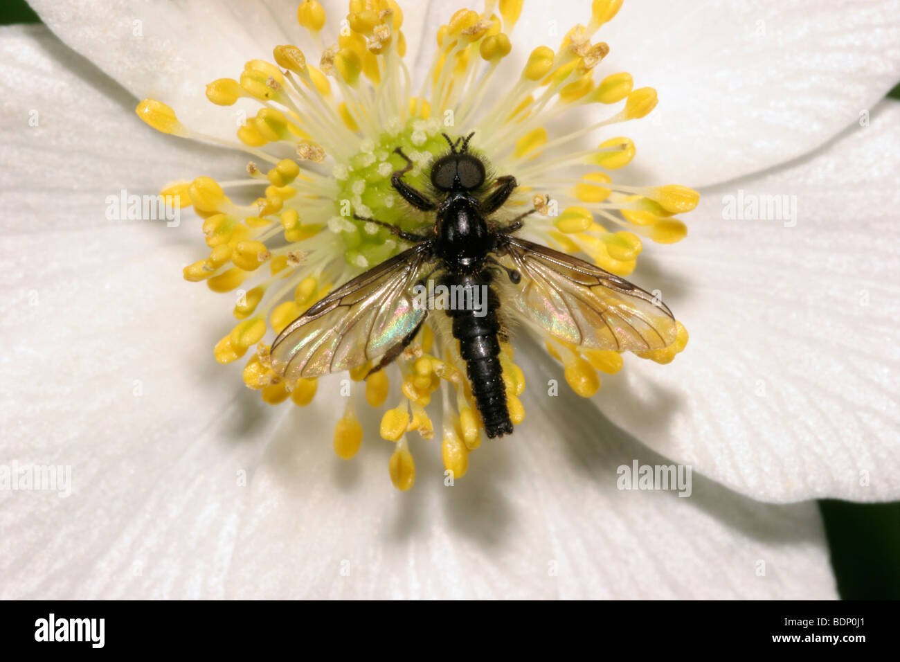 A St Mark's fly (Bibio nigriventris : Bibionidae), male on a wood anemone (Anemone nemorosa), UK. Stock Photo