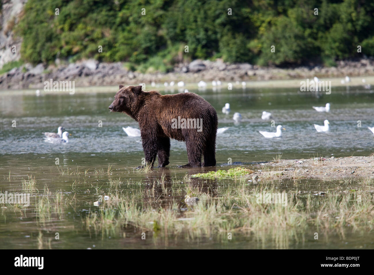 Grizzly bear standing in Geographic Bay Katmai Alaska Stock Photo