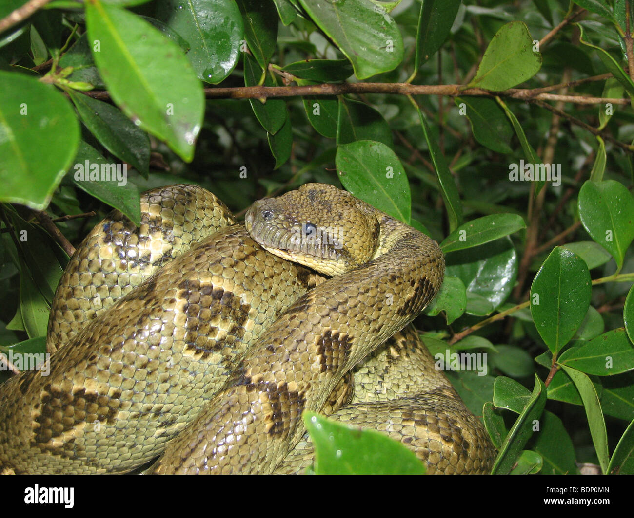 Africa, Madagascar, snake coils around itself in the bushes Stock Photo