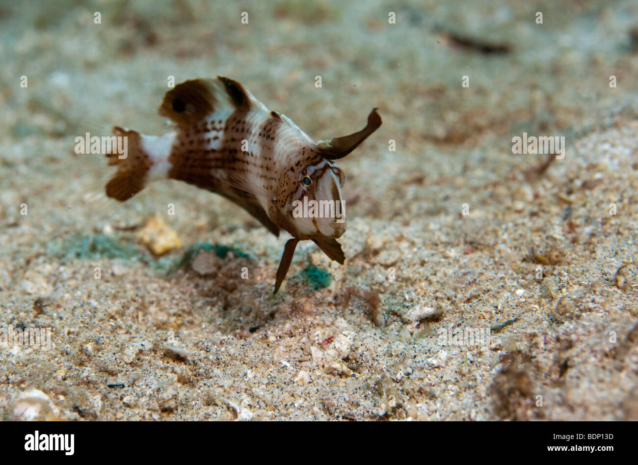 Peacock Razorfish (Xyrichtys pavo), Indonesia Stock Photo