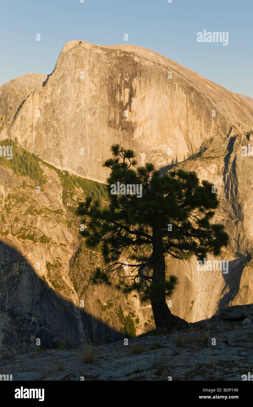 Half Dome and Pine at sunset, from North Dome, Yosemite National Park, California Stock Photo