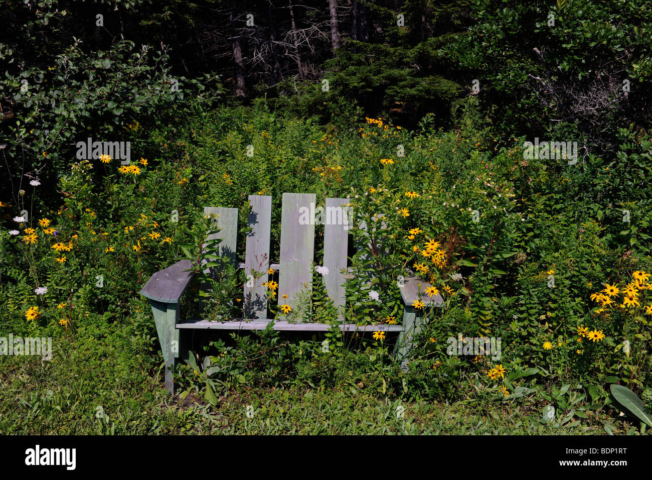 Barnes Island, Maine coast. Wooden chair, overgrown with weeds and flowers. Stock Photo