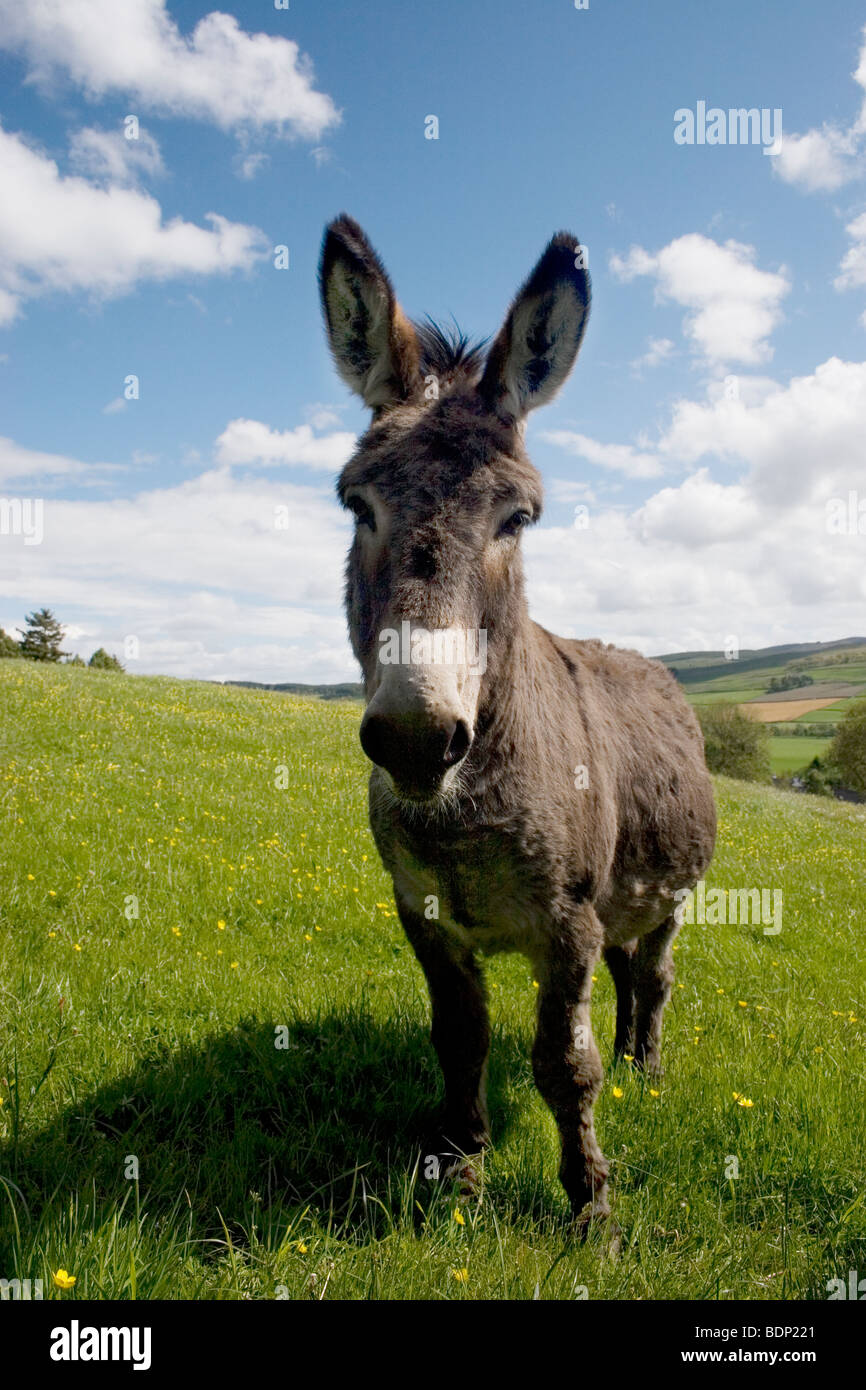 donkey in field (Moniaive, Dumfries & Galloway, Scotland) Stock Photo