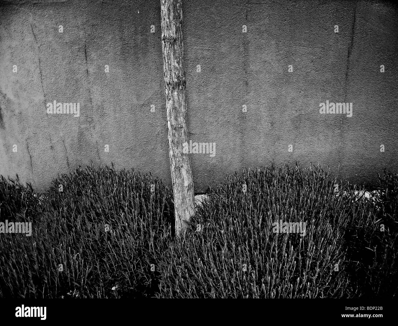 Shrub shrubs shrub shrubs Black and White Stock Photos & Images - Alamy