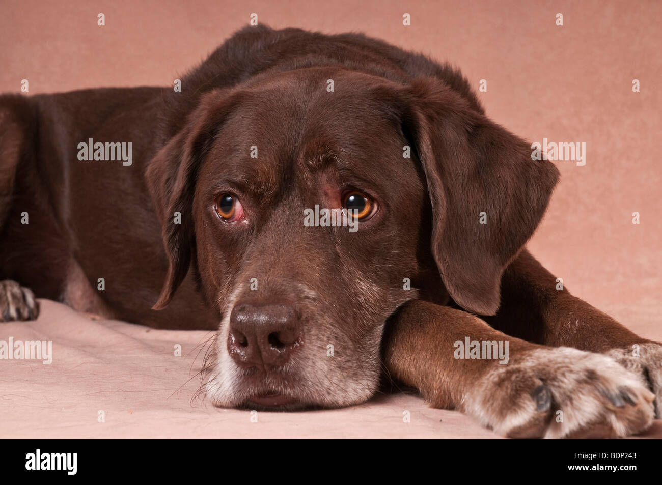 Labrador retriever hunting dog mix Stock Photo