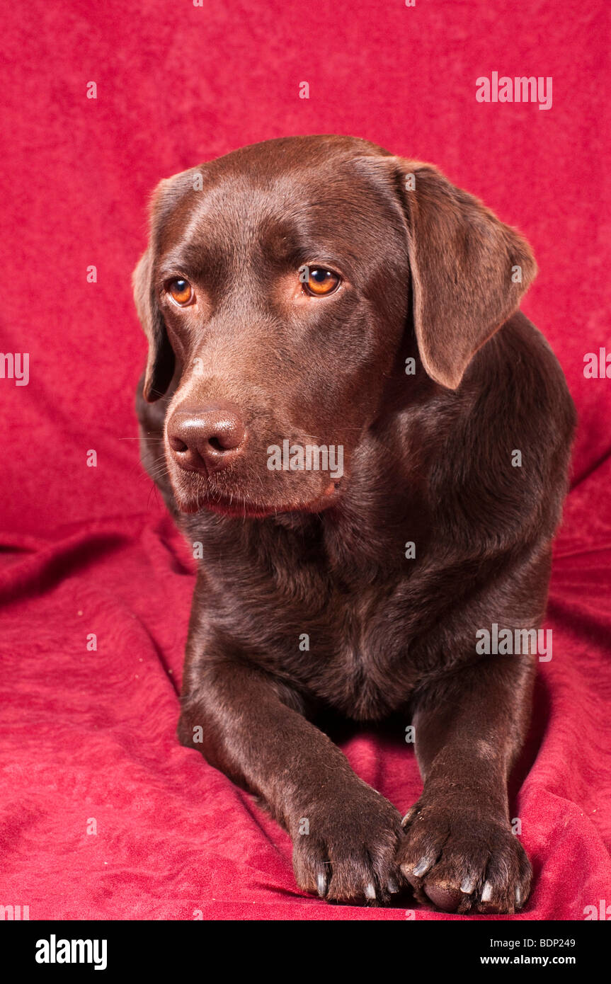 Labrador Retriever Stock Photo