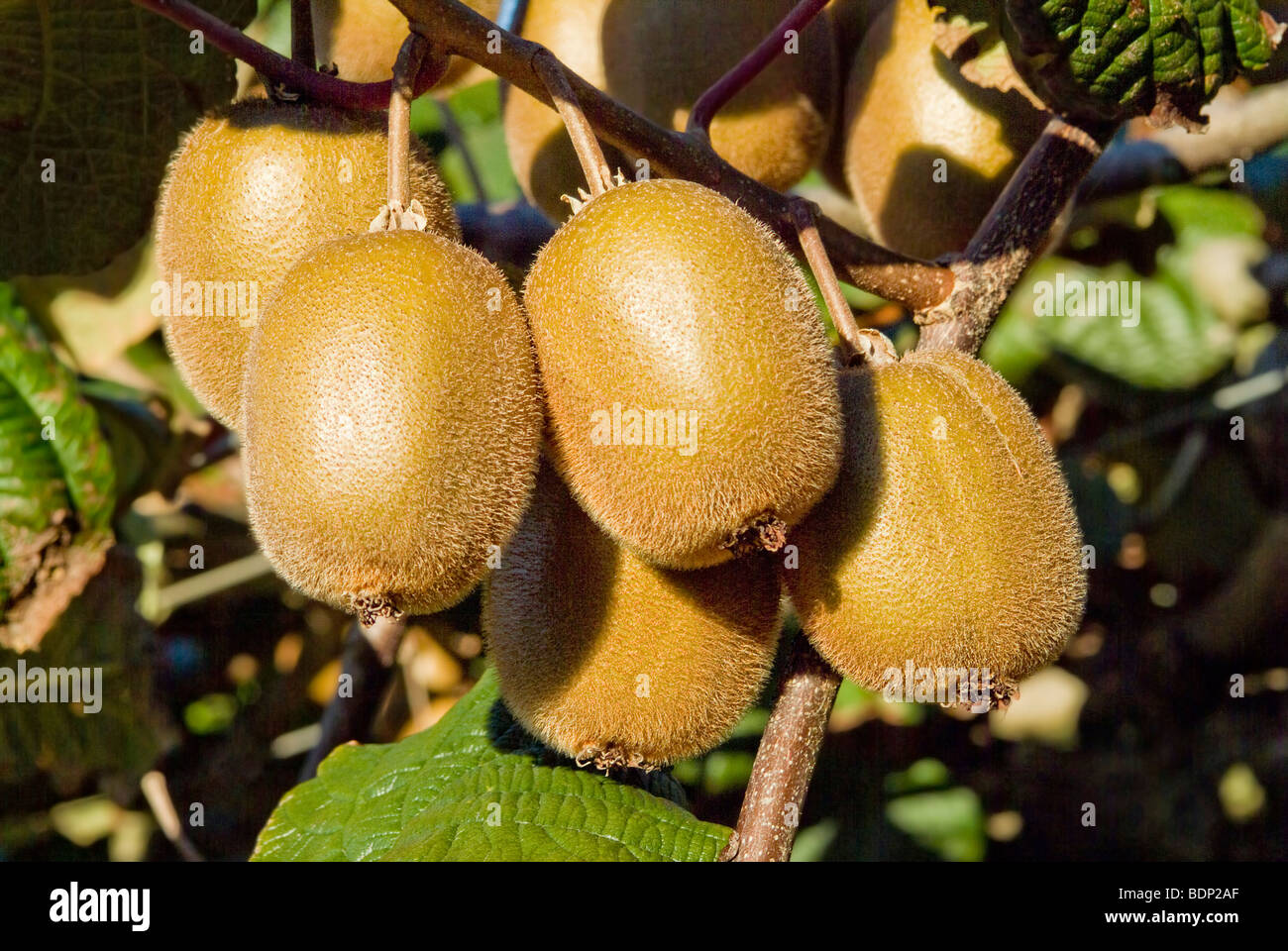 Kiwi fruit in a Pukekohe orchard ready to pick Stock Photo
