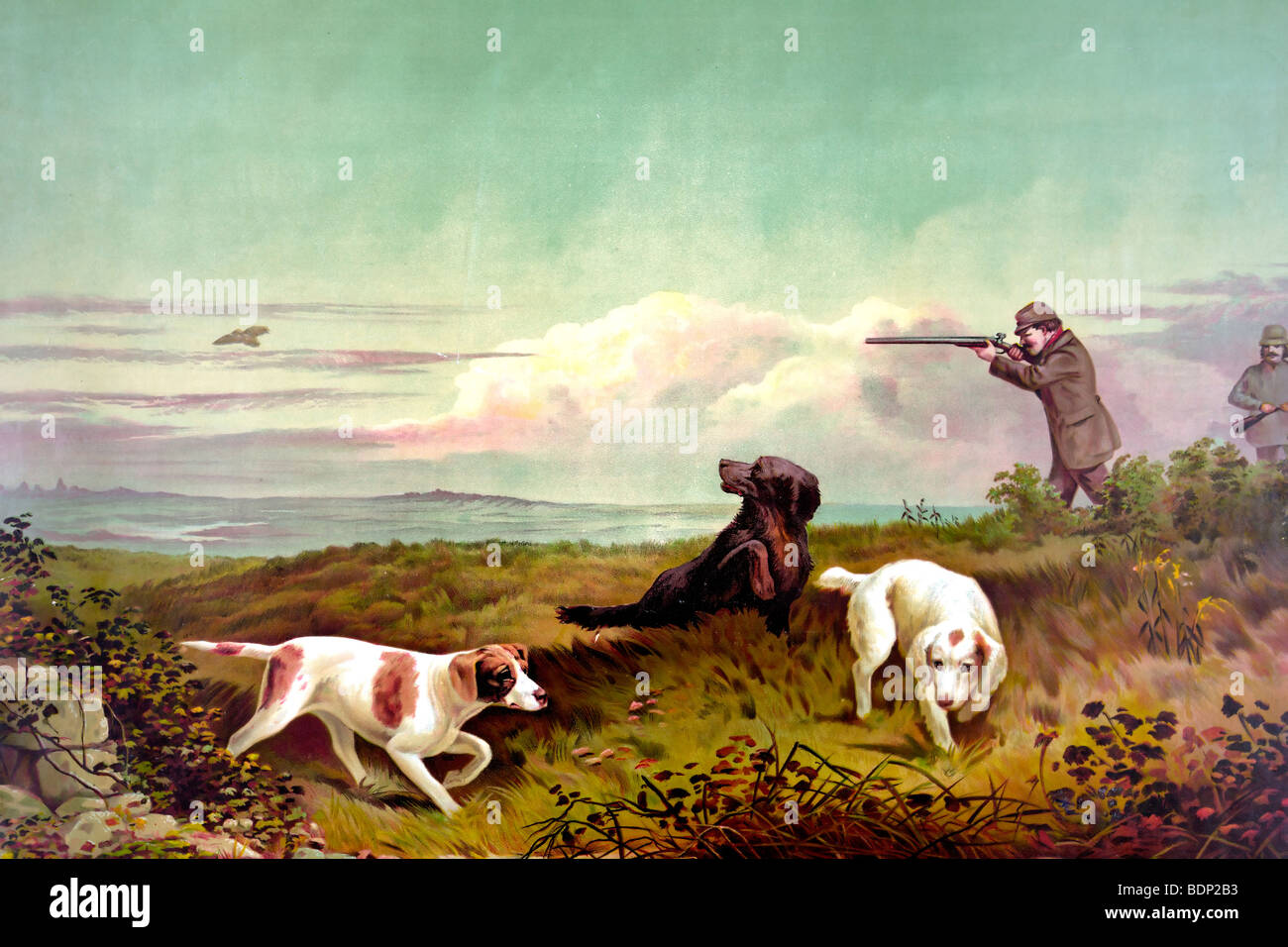 Quail shooting Hunting for Quail Stock Photo Alamy