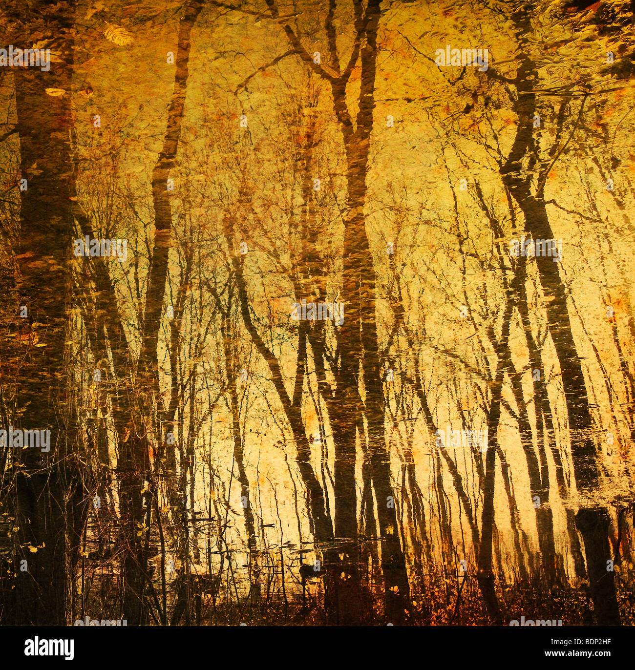 Reflections of trees in water Stock Photo - Alamy