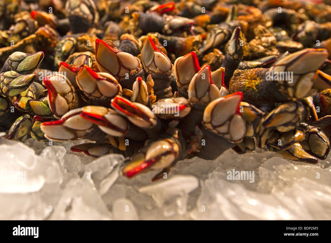 Percebes (Gooseneck Barnacles), 56 OFF
