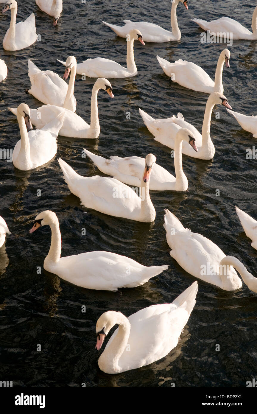 Mute Swans on the River Thames, Kingston-Upon-Thames, London, England, UK Stock Photo