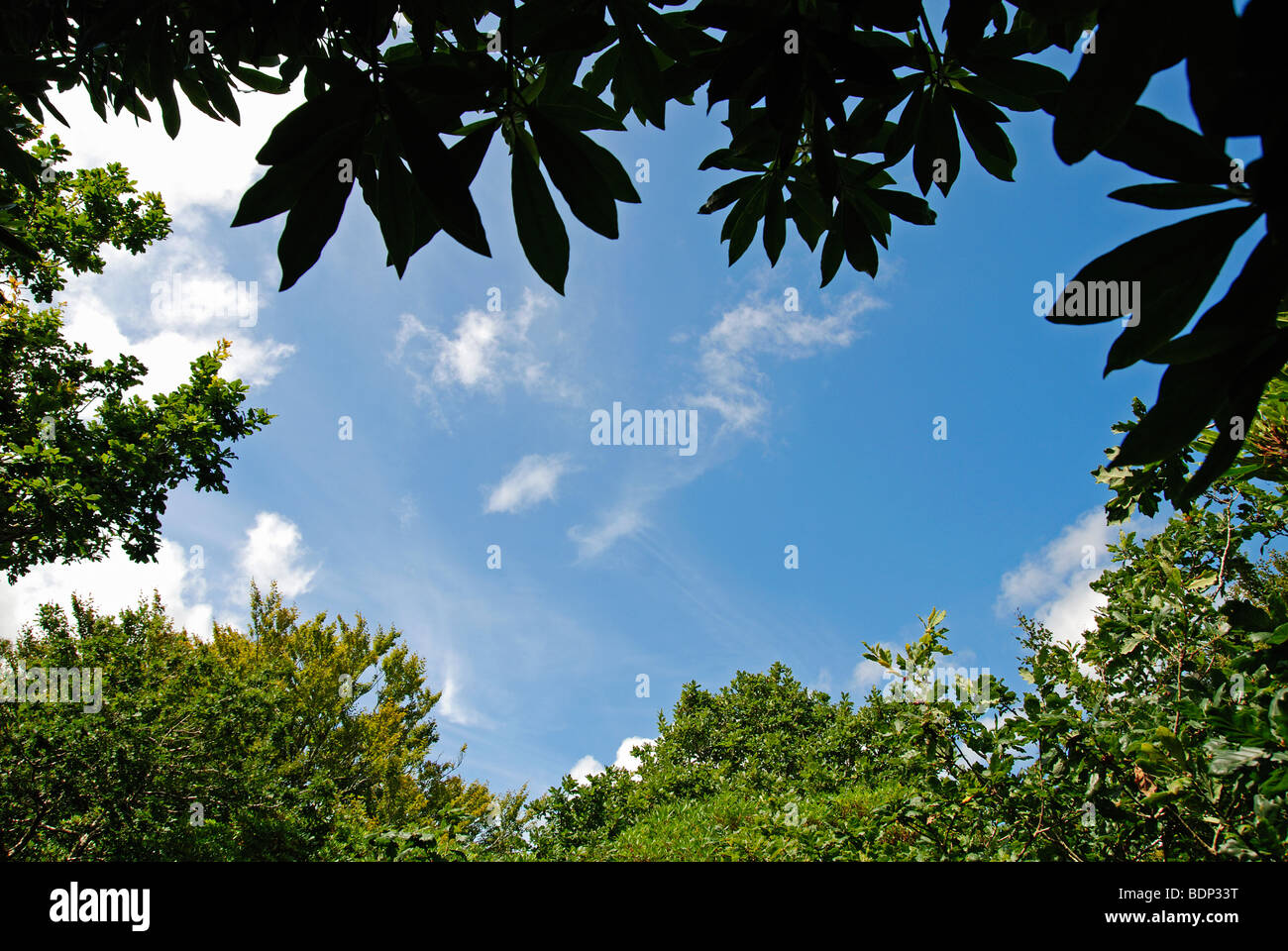 looking at a blue sky through the tree tops Stock Photo