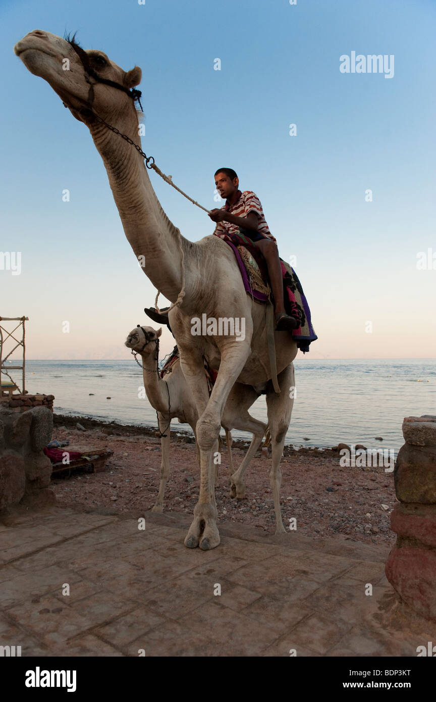 Boy riding camel hi-res stock photography and images - Alamy