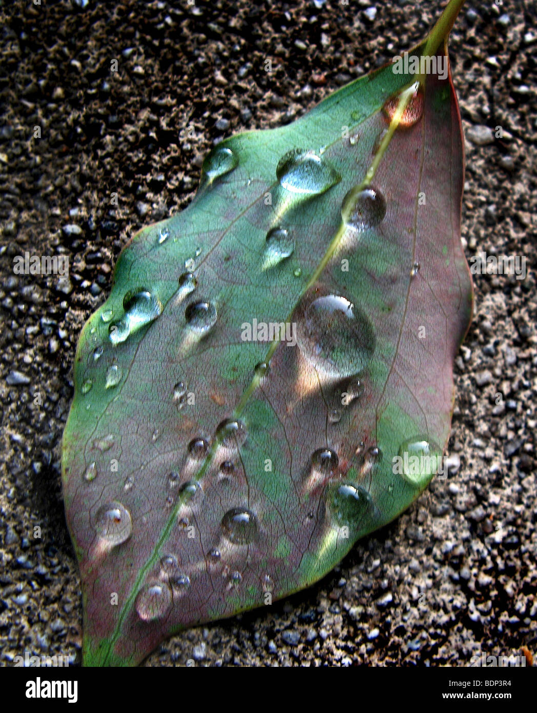 A leaf with water drops on ground Stock Photo