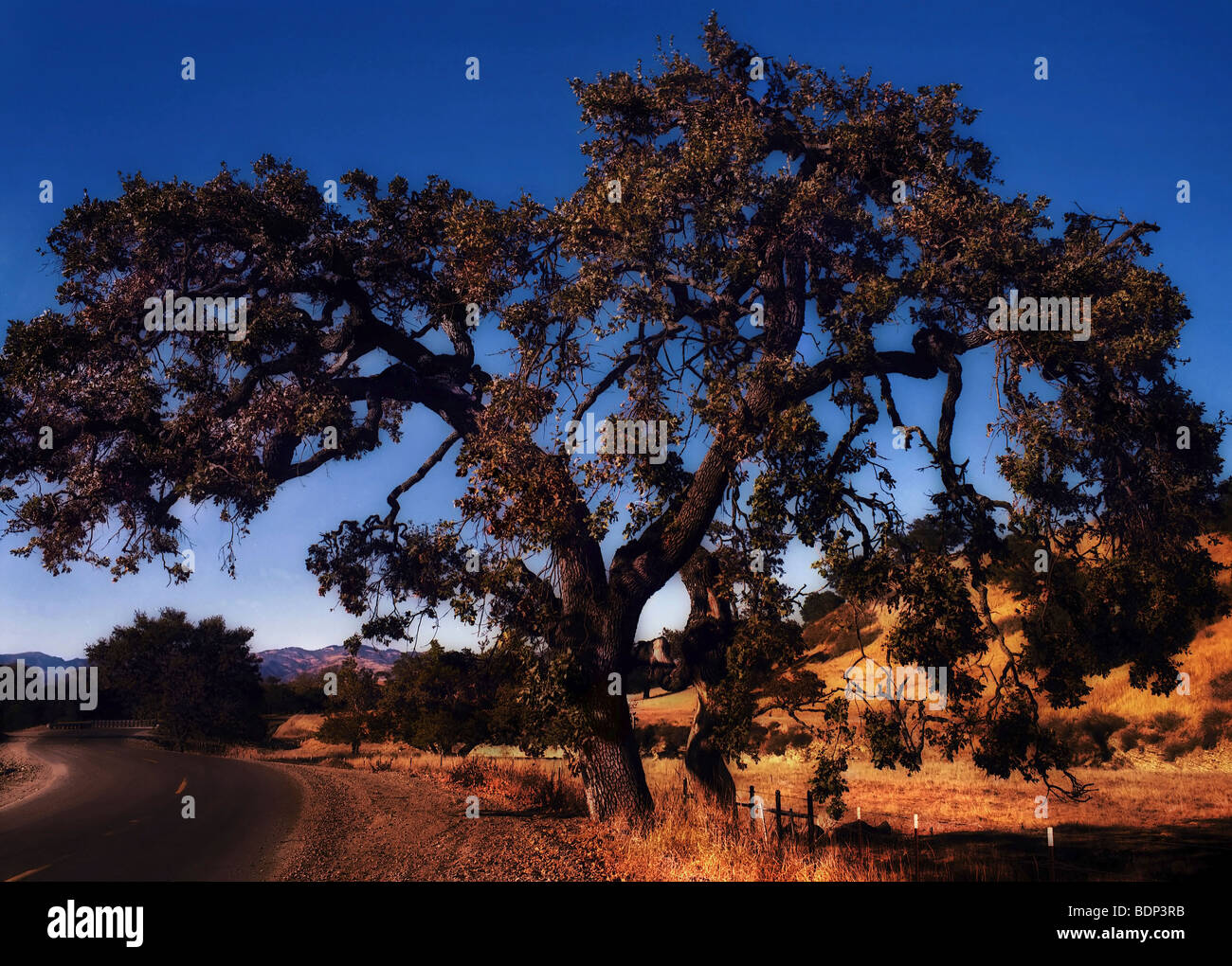 A blue sky against a sihouetted tree Stock Photo