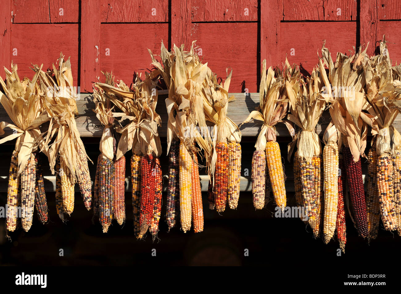 Indian Corn Husks on the side of a barn Stock Photo
