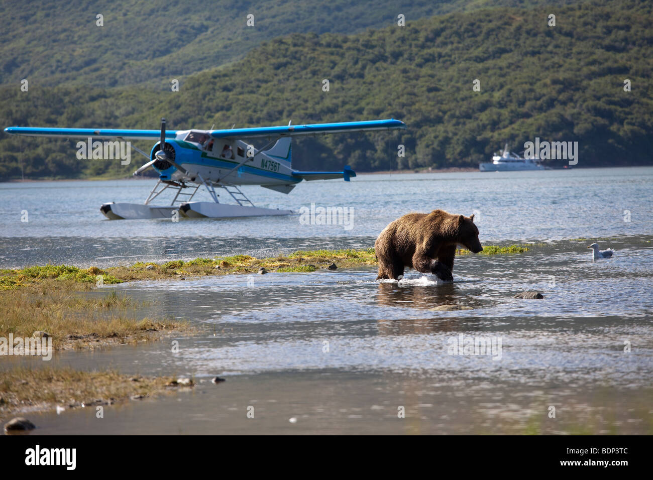 Float plane boat and grizzly bear in Geographic Bay Katmai National