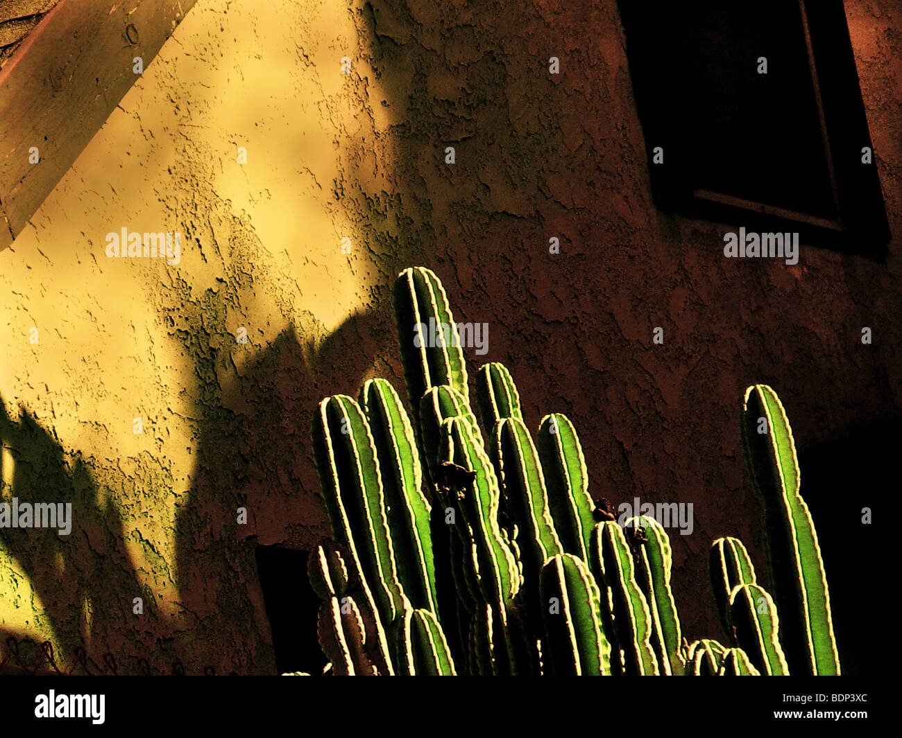 Cactus in evening sunlight Stock Photo Alamy