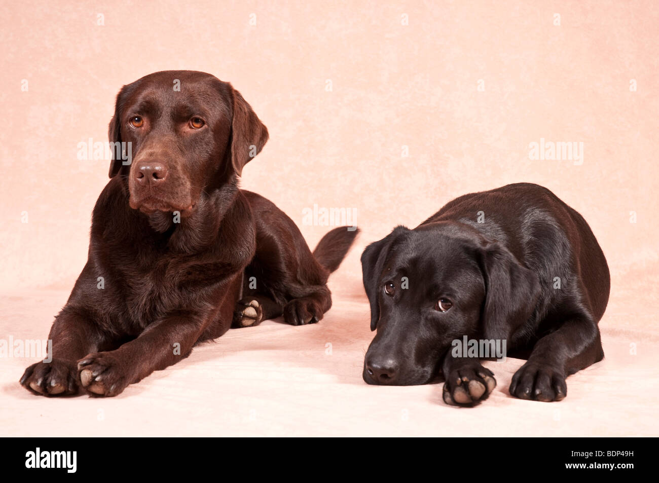 Two Labrador Retrievers Stock Photo
