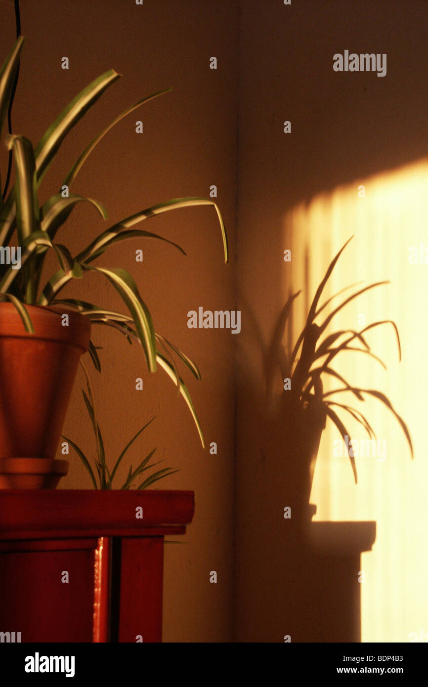 Plant in sunlight portrait hi-res stock photography and images - Alamy