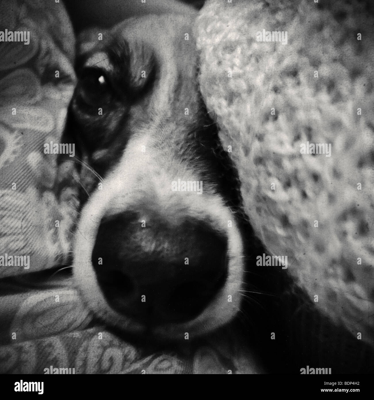 Close up portrait of a dog face Stock Photo