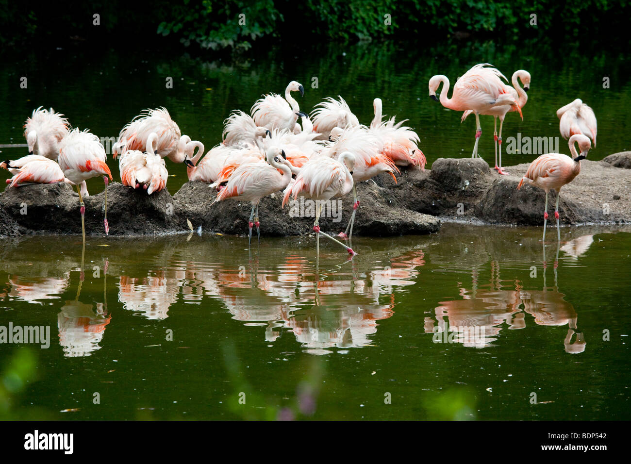 Flamingos at the Bronx Zoo in New York City Stock Photo - Alamy