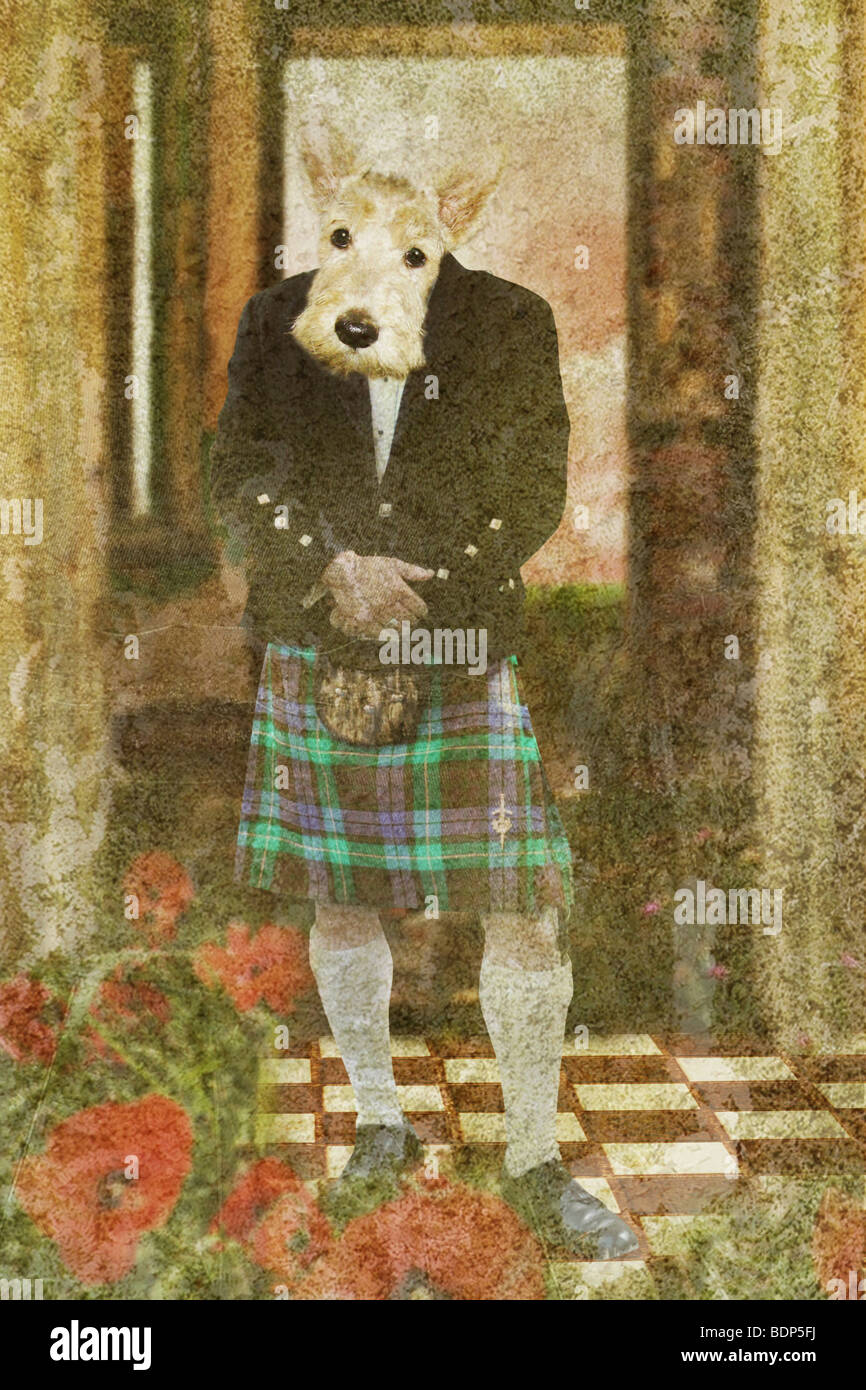 Scottie dog tartan hires stock photography and images Alamy
