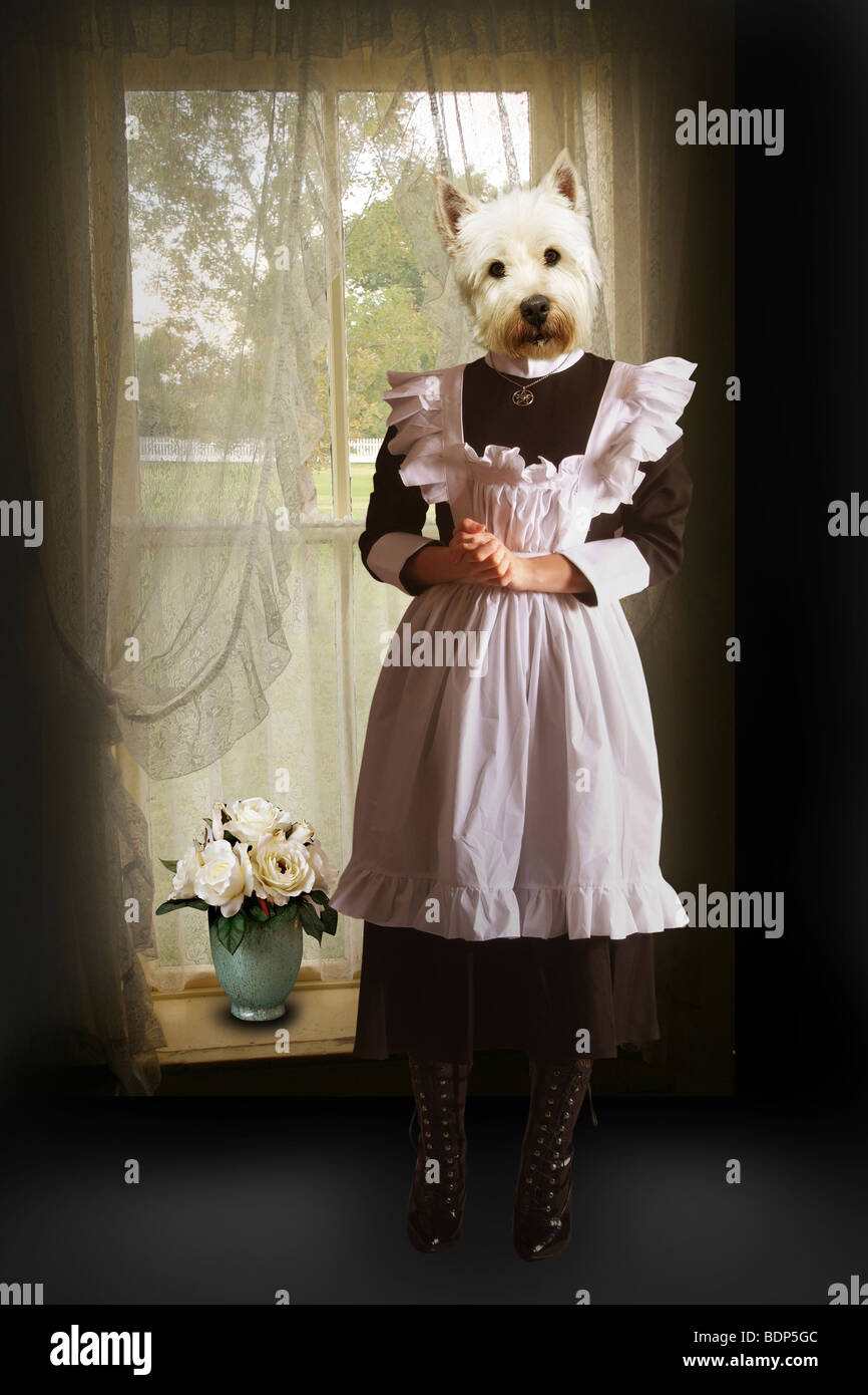 surreal dog dressed as a maid Stock Photo Alamy