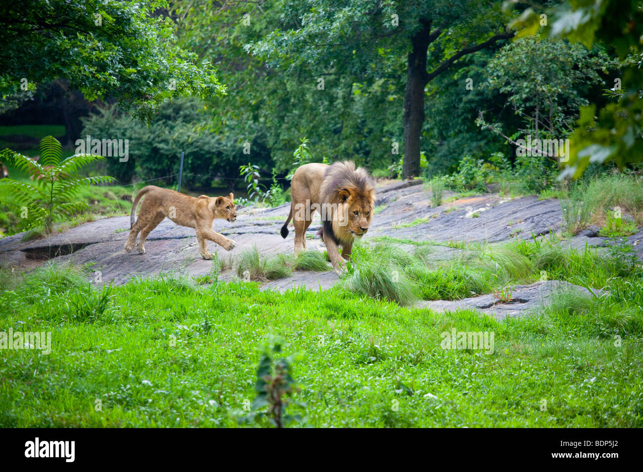 Lion and cub at the Bronx Zoo in New York Stock Photo