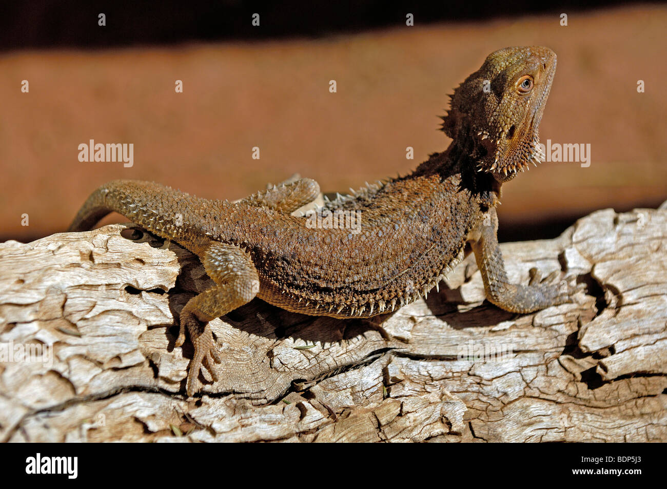 Bearded Dragon (Amphibolurus barbatus), Northern Territory, Australia Stock Photo
