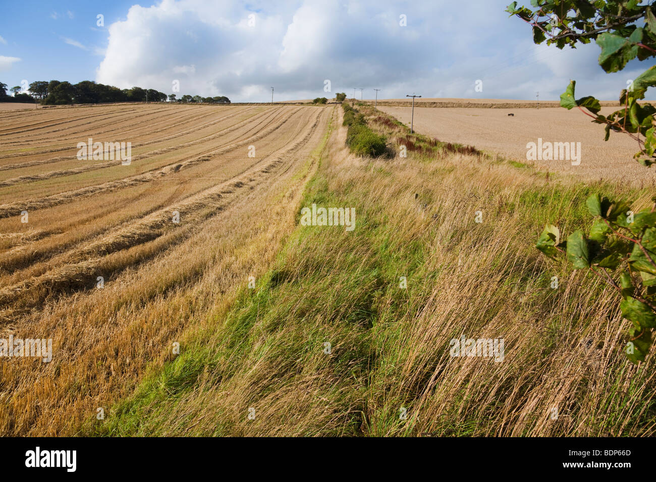 Summer barley crop fields, one just cut, one ready to cut Stock Photo