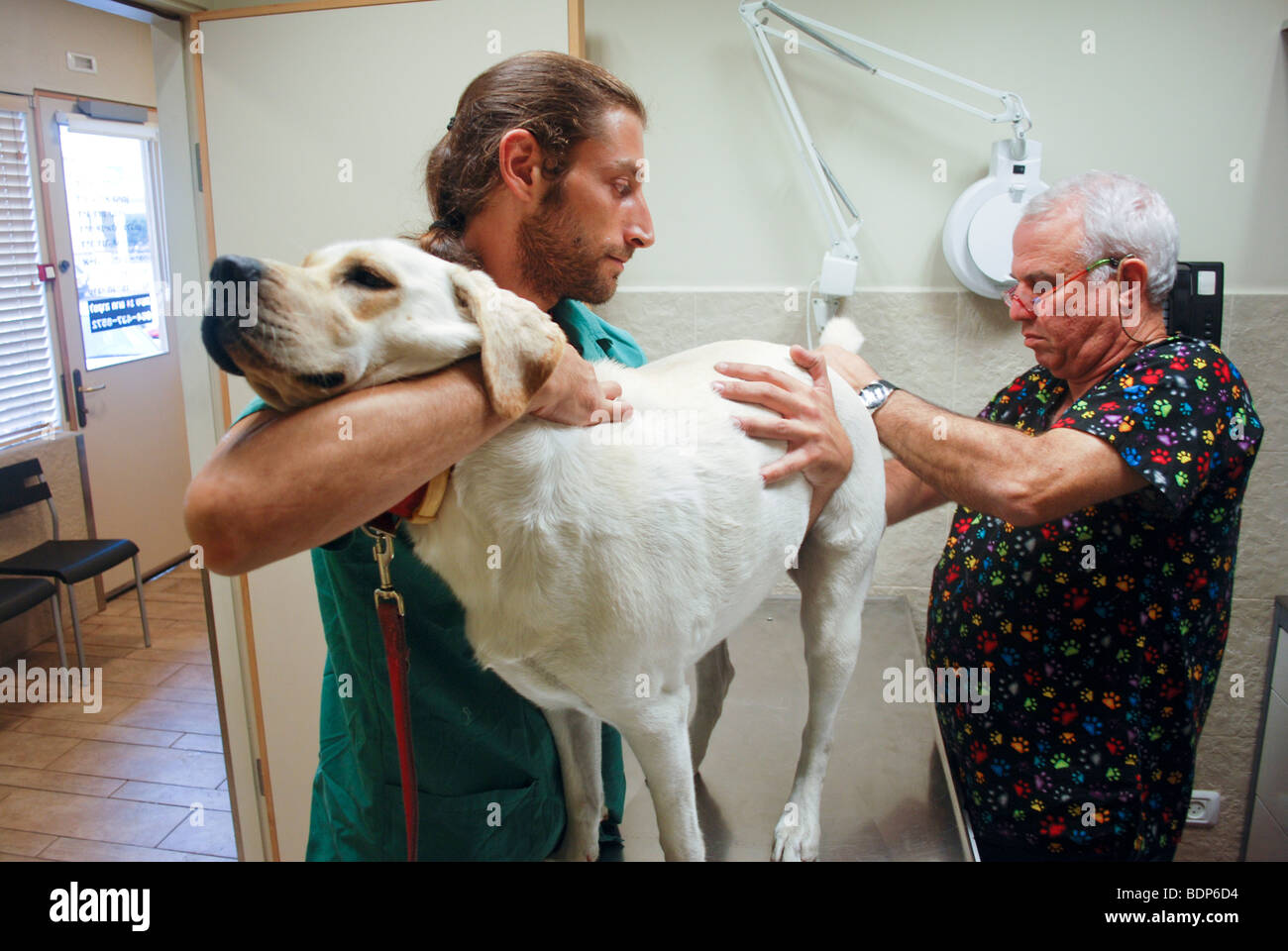 Vet's Clinic, for pets and small animals A veterinary surgeon and his helper examine a large dog Stock Photo