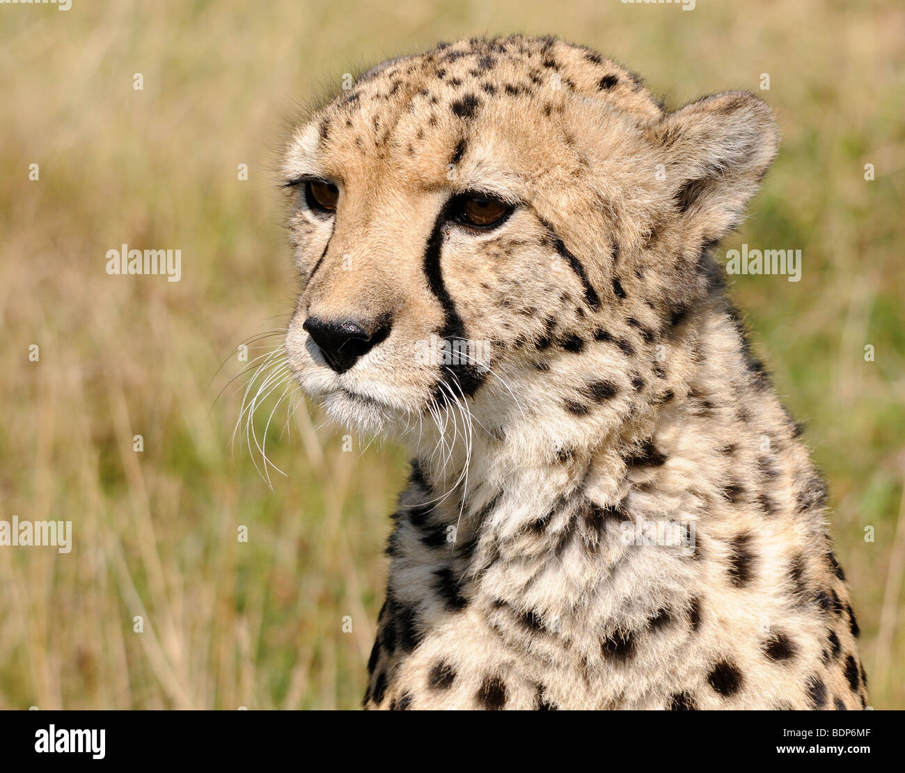 Portrait of a Cheetah (Acinonyx jubatus). Captive animal. Stock Photo