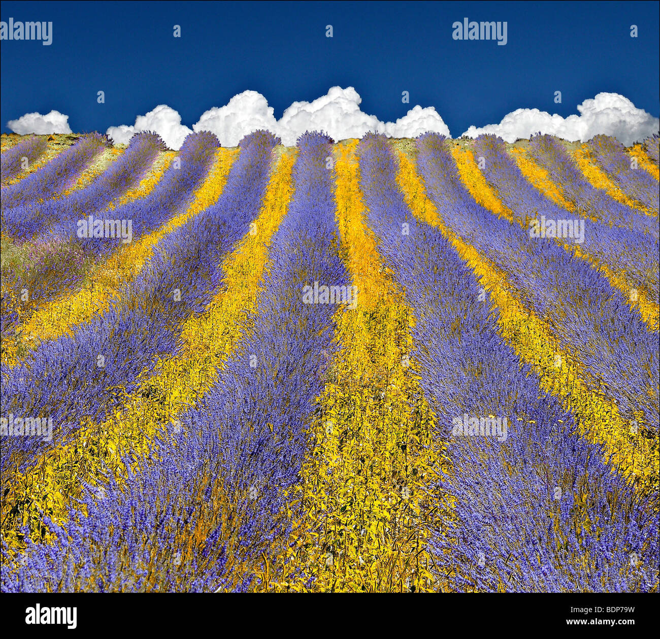 With lavender field hires stock photography and images Alamy