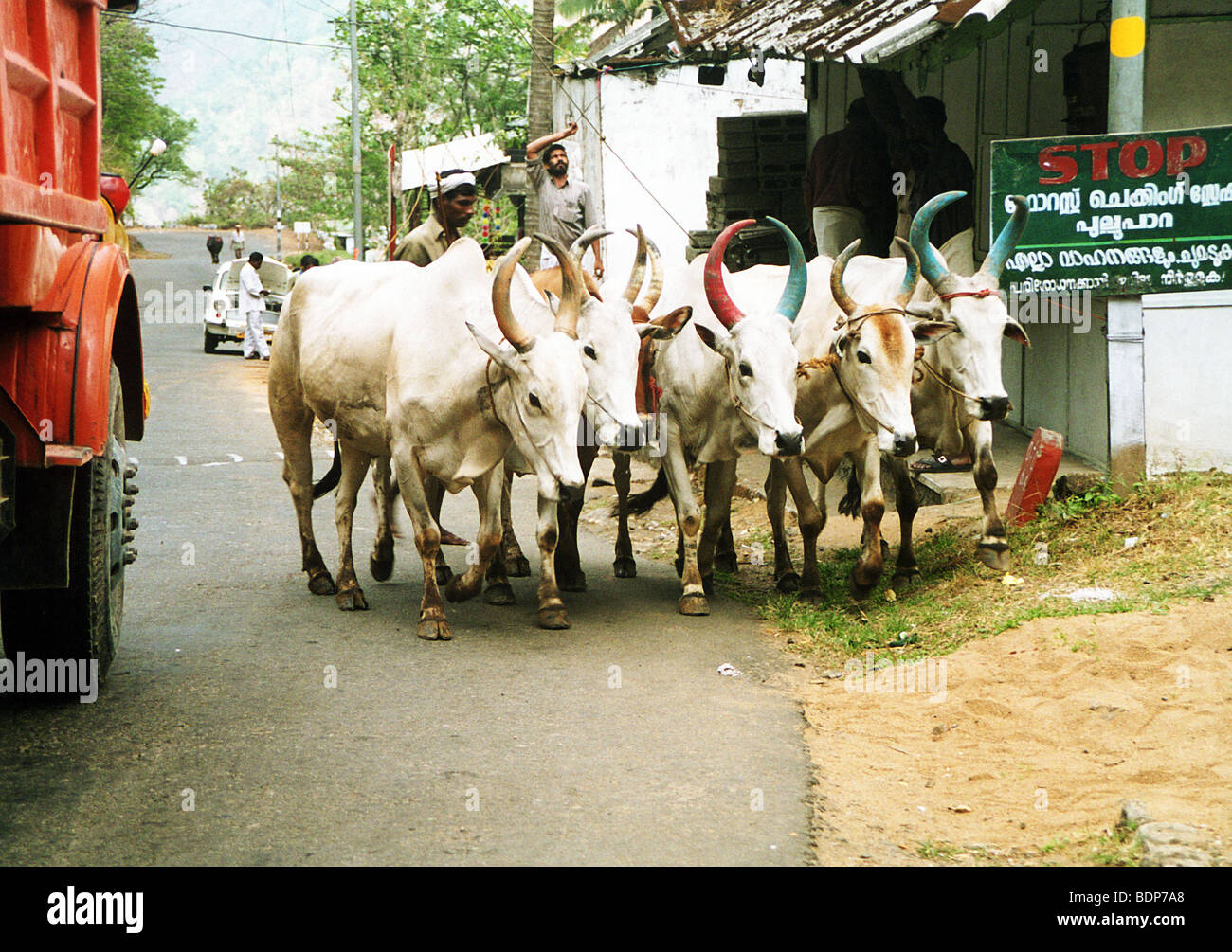 HERDING CATTLE in Kerala, India note the coloured horns Stock Photo