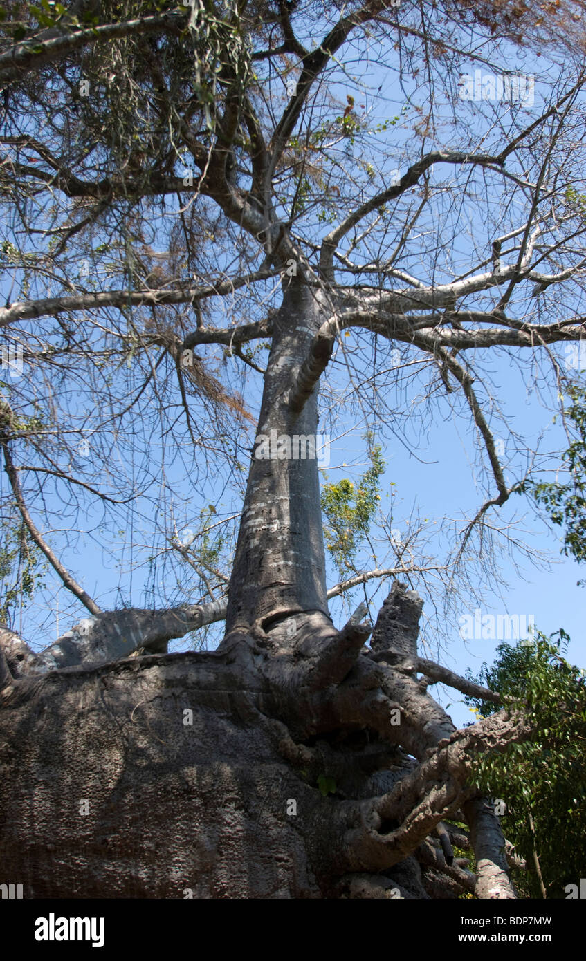 African baobab tree Stock Photo - Alamy