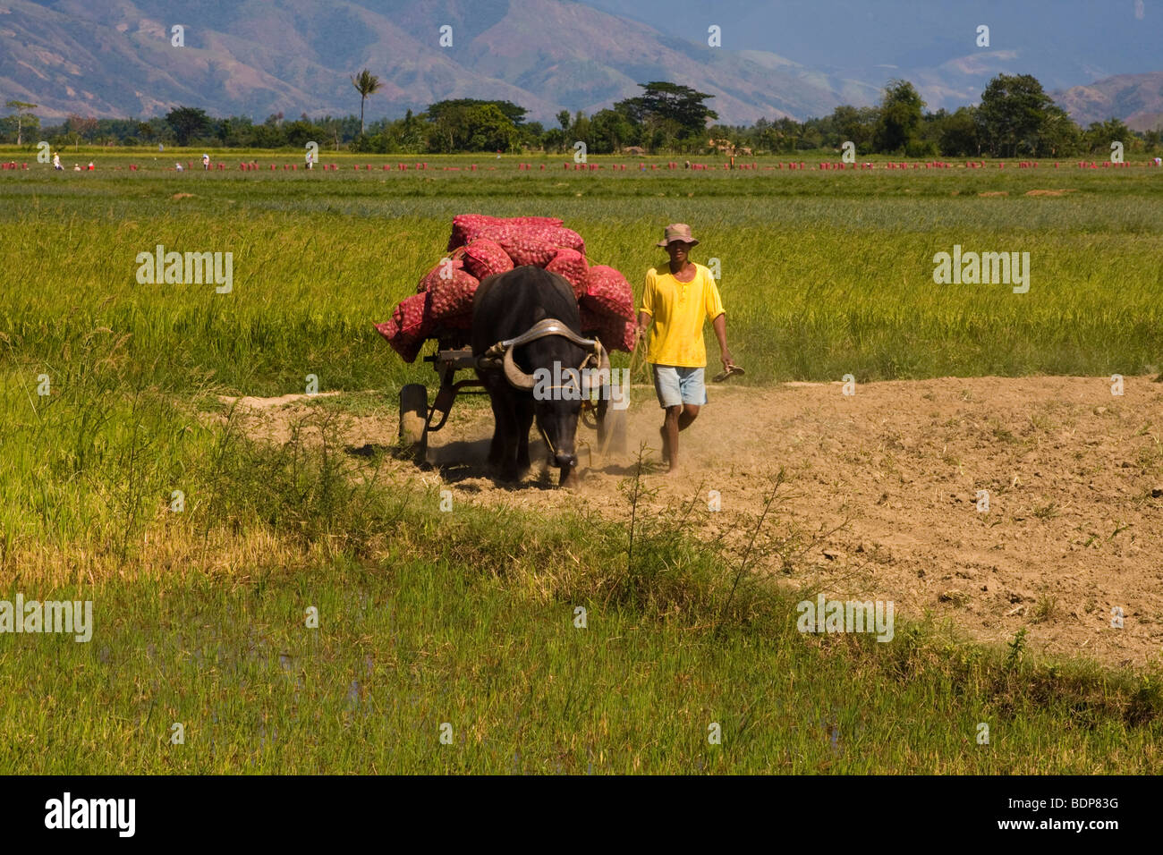 Farmer loads his harvested crops on his farm animal Stock Photo Alamy