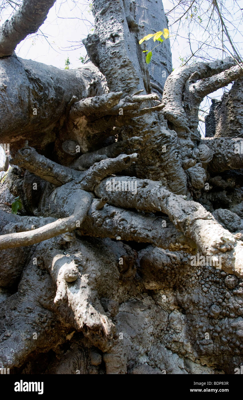 African baobab tree Stock Photo