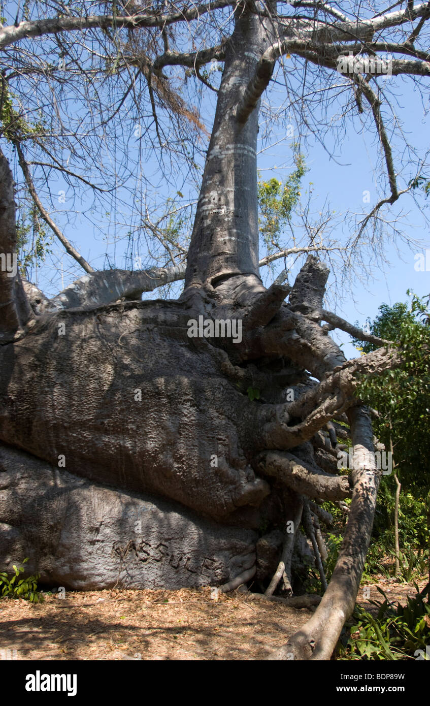 African baobab tree Stock Photo