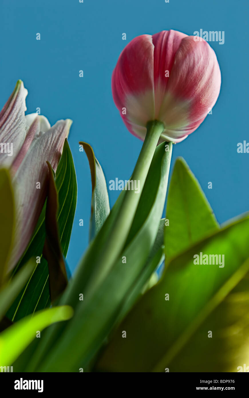 A bunch of flowers with green leaves. Tulips, roses etc. on a blue sky