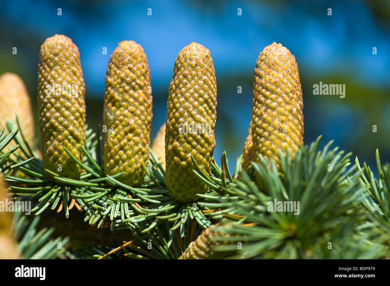 fruit cone of CEDRUS LIBANI cedar lebanon Pinaceae libanon Zeder ceder twig firecone fire cone needle ripe harvest conifer coni Stock Photo