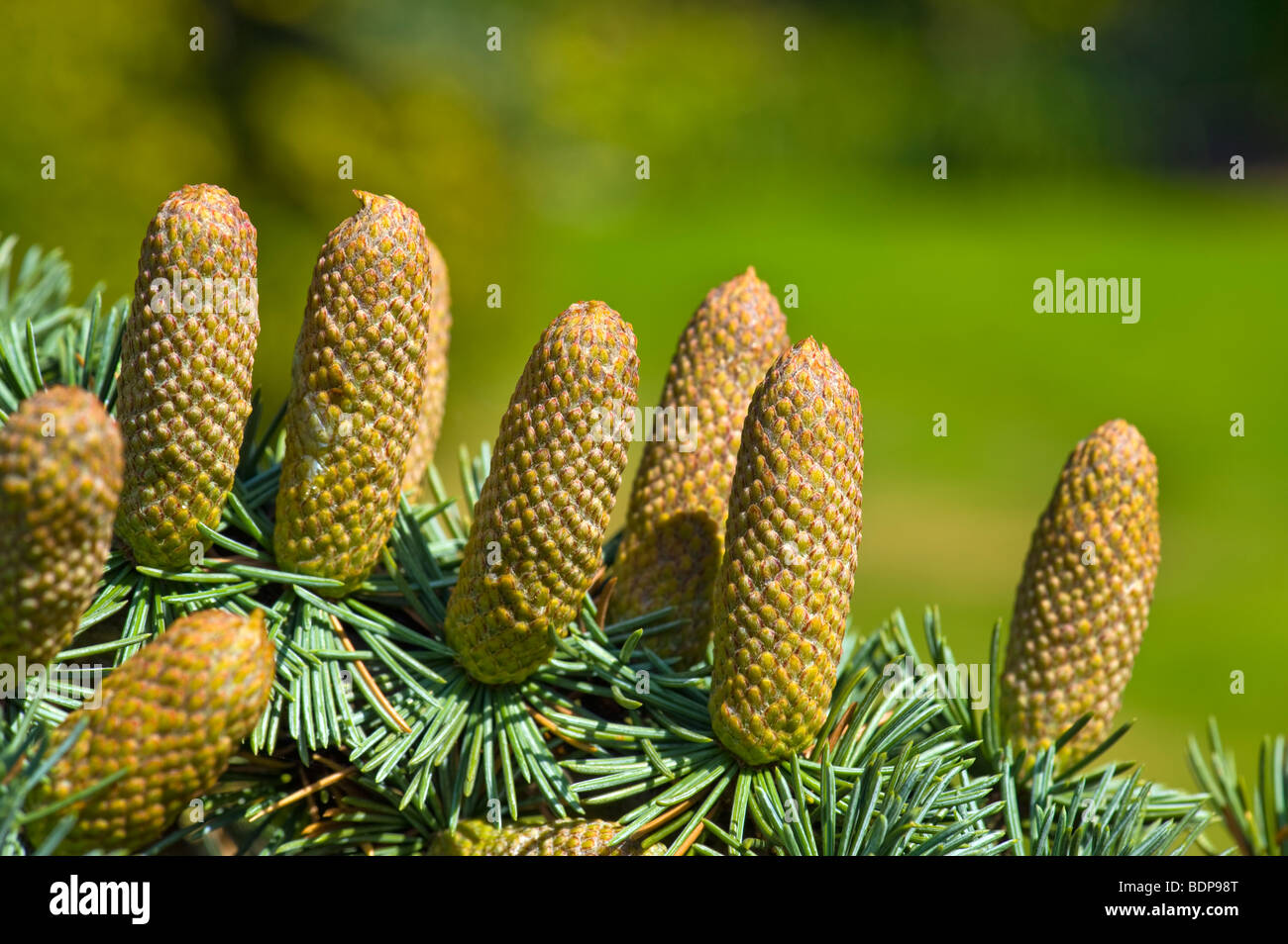 fruit cone of CEDRUS LIBANI cedar lebanon Pinaceae libanon Zeder ceder twig firecone fire cone needle ripe harvest conifer coni Stock Photo