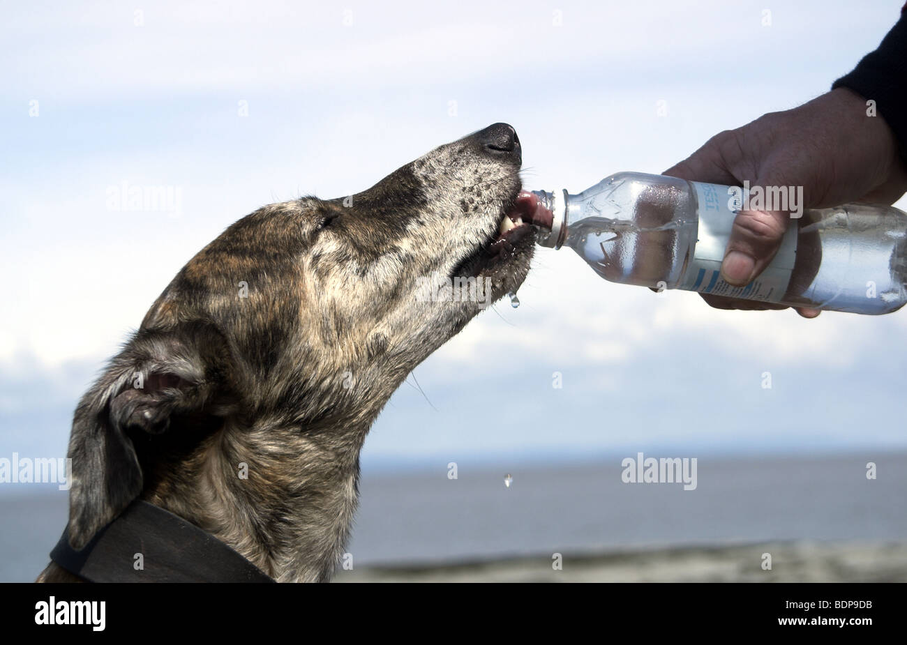 Thirsty dog drinking from water bottle on hot summers day. Stock Photo