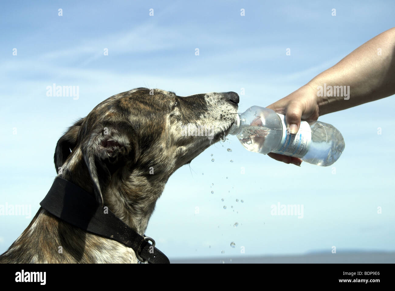 Thirsty dog drinking from water bottle on hot summers day. Stock Photo