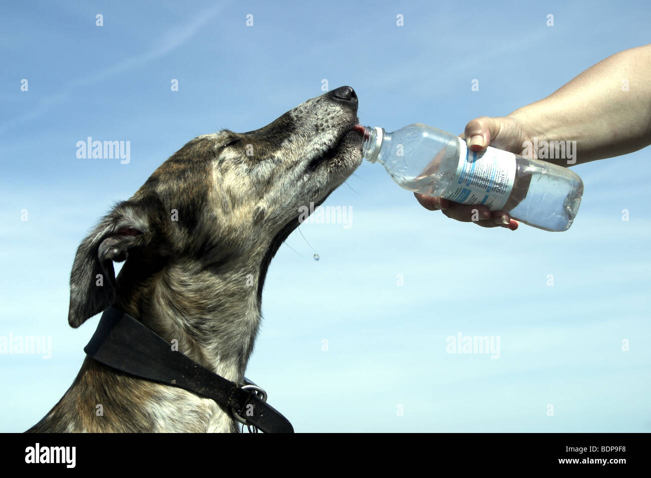 Thirsty dog drinking from water bottle on hot summers day. Stock Photo
