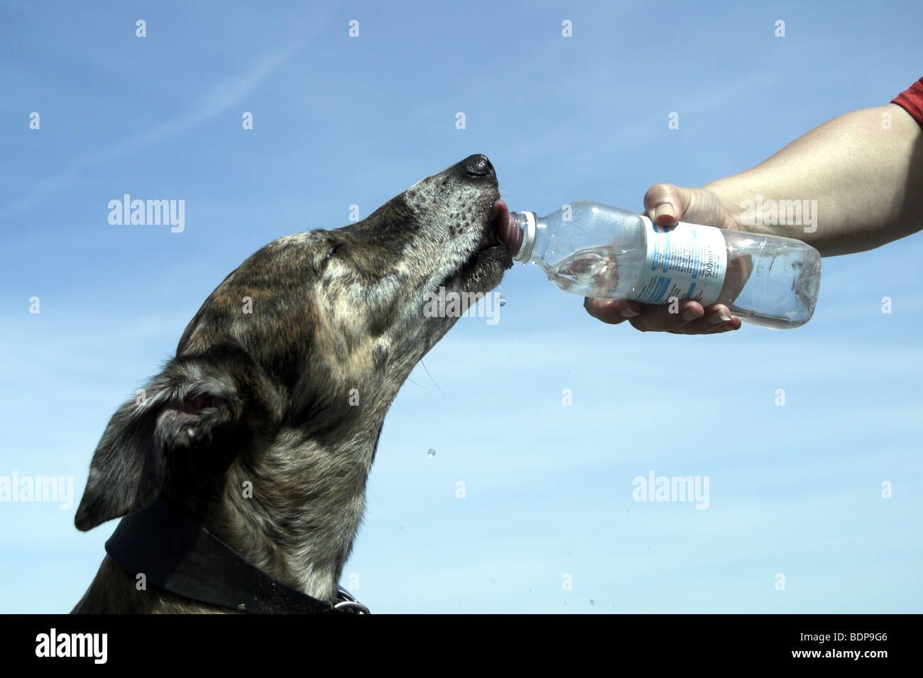 Thirsty dog drinking from water bottle on hot summers day. Stock Photo
