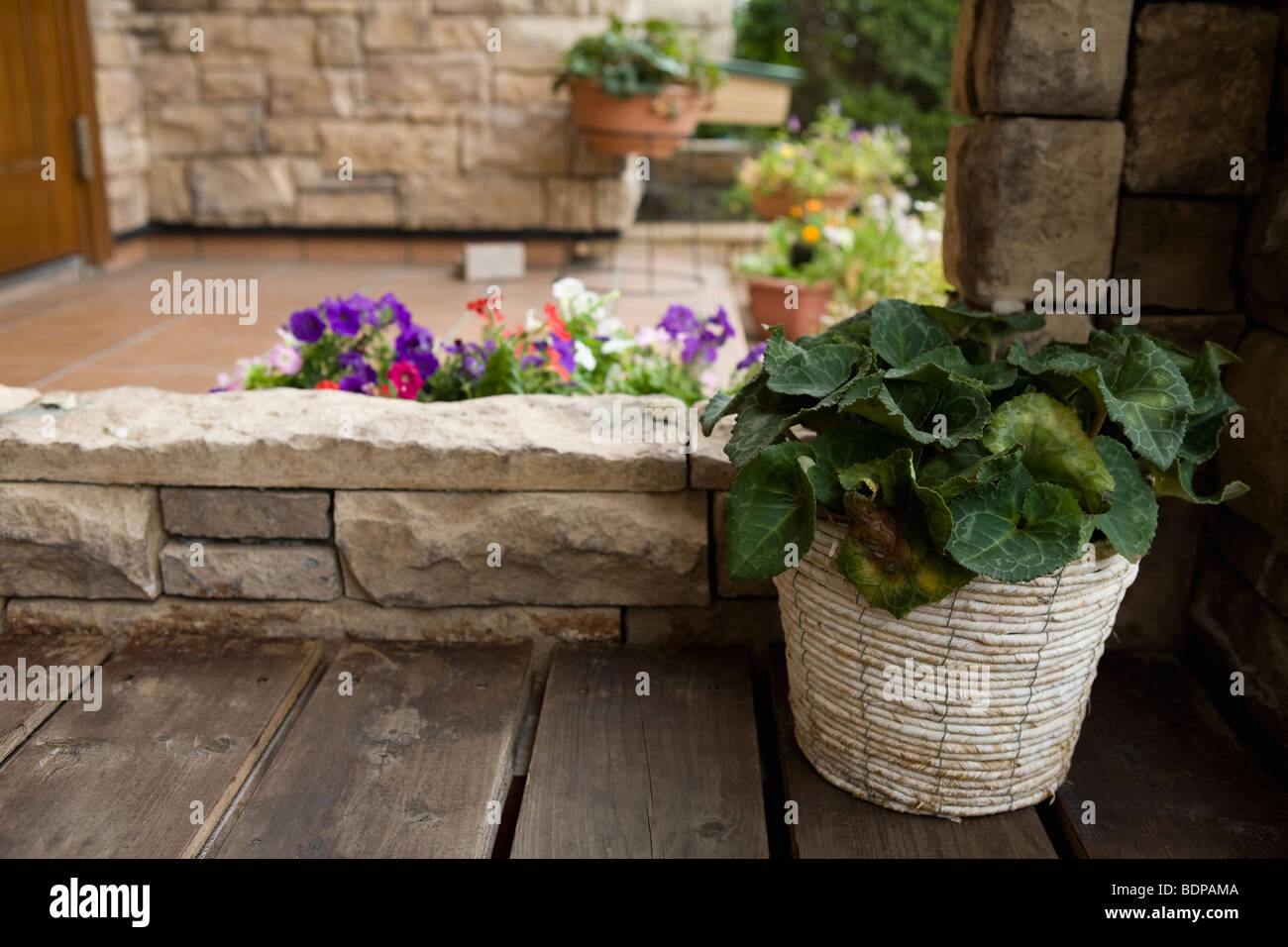 Pot plant on wood deck Stock Photo - Alamy