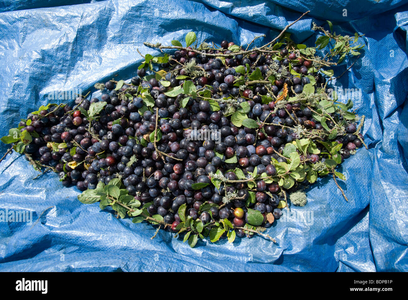 Kea plums hires stock photography and images Alamy